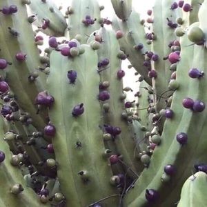 Meet your Posher, Alv